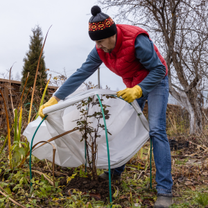 protecting plants in winter
