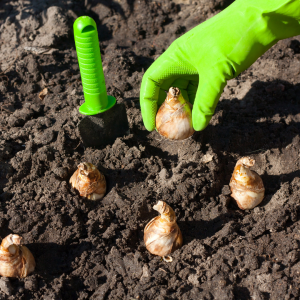 planting bulbs in the fall