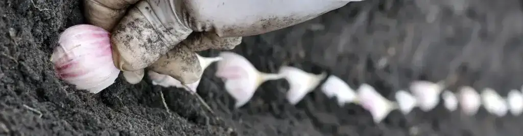 Planting Garlic Bulbs