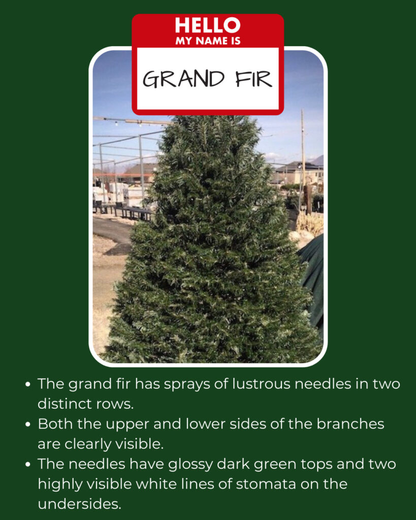 grand-fir