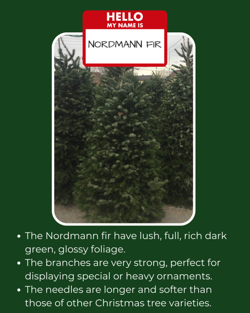 Nordmann-Fir