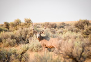 Rocky Mountain Mule Deer