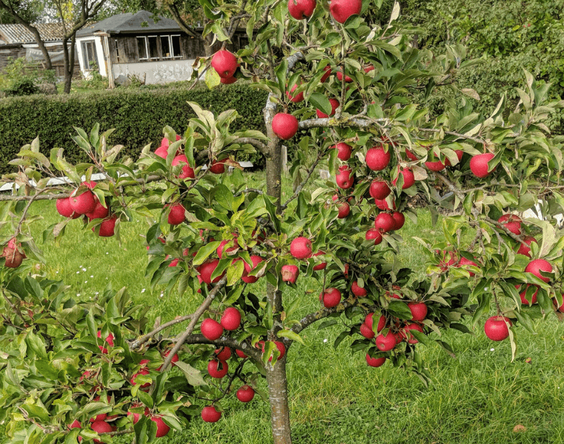 Apple tree with Central Leader