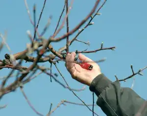 Dormant Fruit Tree Pruning