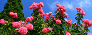 A hedge of pink fragrant roses in full bloom.
