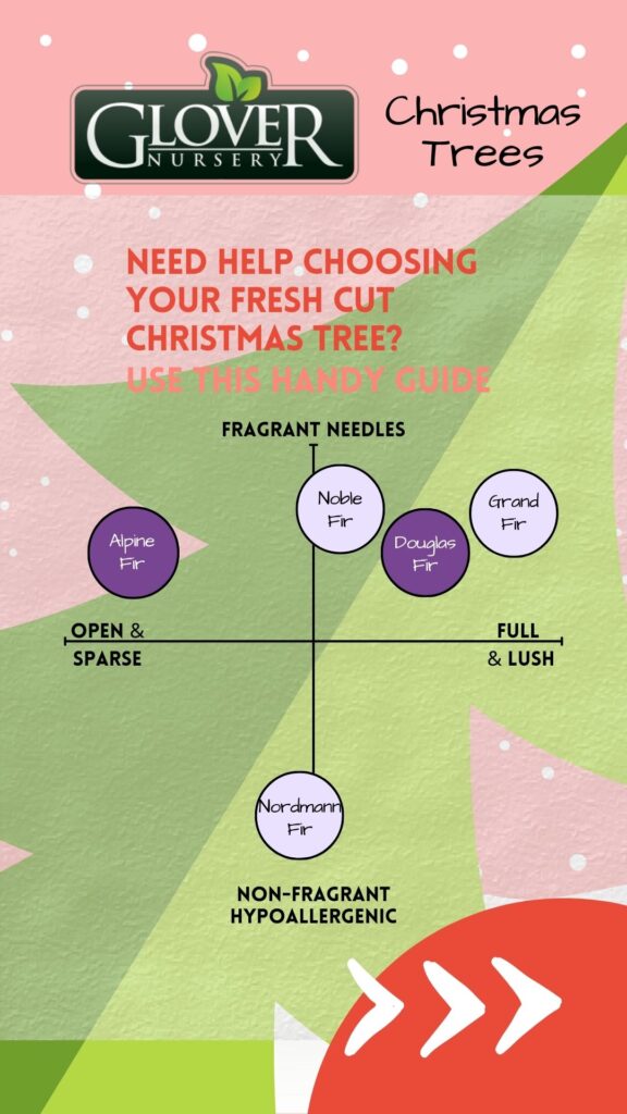 need help choosing your fresh cut christmas tree
