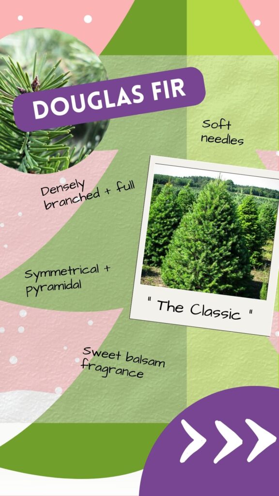 The Douglas Fir