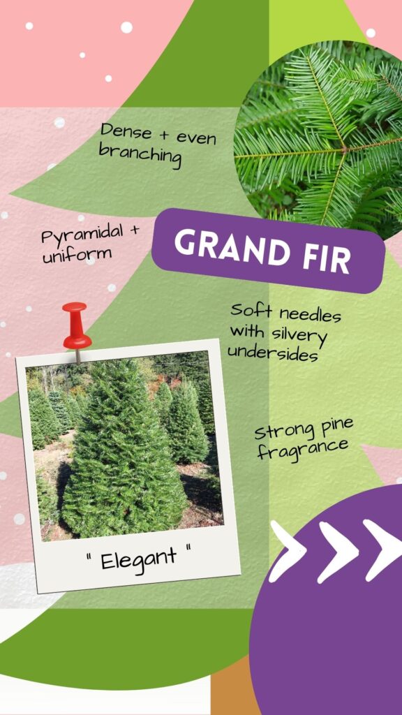 The Grand Fir