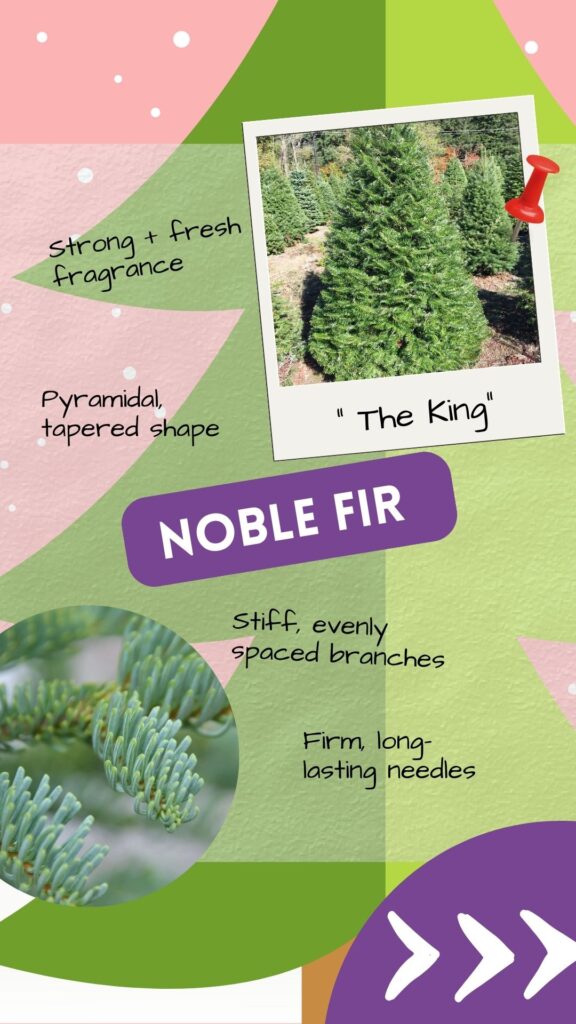 The Noble Fir