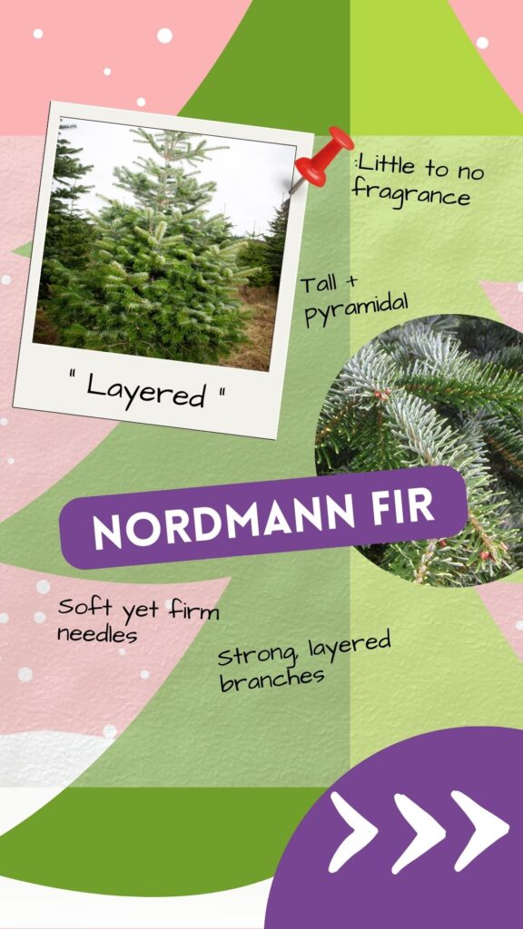 The Nordmann Fir