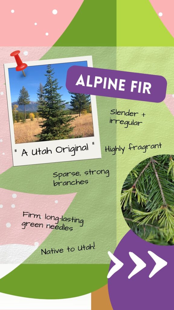 The Alpine Fir