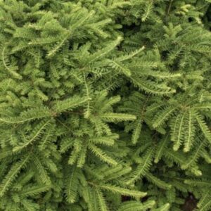 Emerald Spreader Yew Glover Nursery