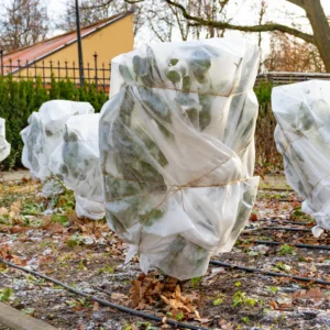 A fig tree wrapped in plastic for the Winter.
