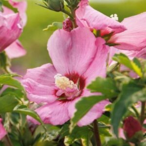Rose of Sharon, Chateau de Chambord