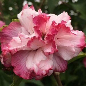 Rose of Sharon, Danica