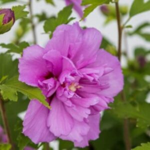 Rose of Sharon, French Cabaret Purple