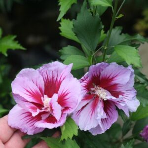Rose of Sharon, Purple Pillar