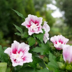 Rose of Sharon, Starblast Chiffon