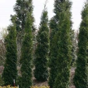 Arborvitae Full Speed A Hedge®, Thin Man