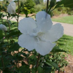 Rose of Sharon, White Pillar