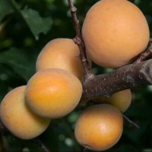 Apricot, Blenheim