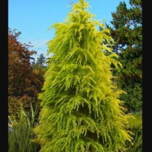 Cedar, Gold Cone Deodar
