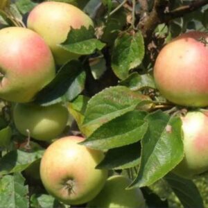 Apple, Golden Sentinel