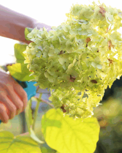 Deadheading Hydrangeas in Utah