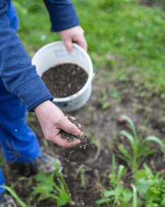 Fertilizing hydrangeas in Utah