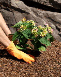 Winterizing Hydrangeas