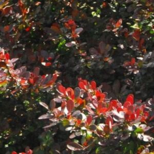Barberry, Crimson Pygmy