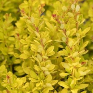 Barberry, Golden Nugget