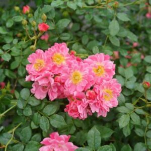 Rose Groundcover, Oso Easy Double Pink