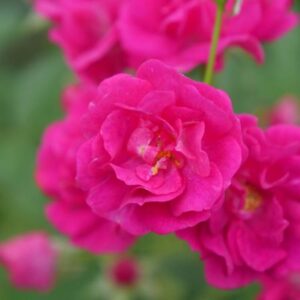Rose Groundcover, Oso Easy Peasy®