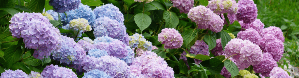 Your Hydrangea Fall Care Checklist