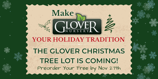 Make Glover your Holiday Tradition. The Glover Christmas tree lot is coming