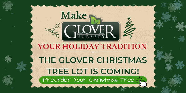 Make Glover Nursery your Holiday Tradition. The Glover Christmas Tree lot is coming