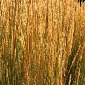 Feather Reed Grass, Overdam