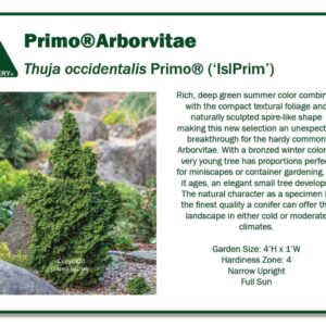 Arborvitae, Primo