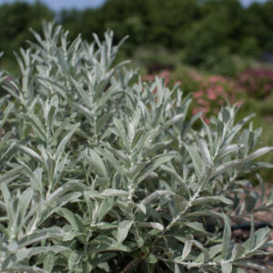 Willow, First Editions® Iceberg Alley® Sageleaf