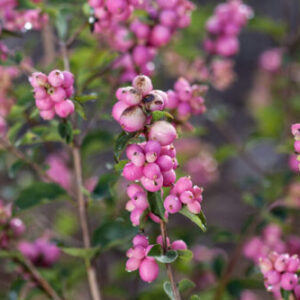 Coralberry, Candy