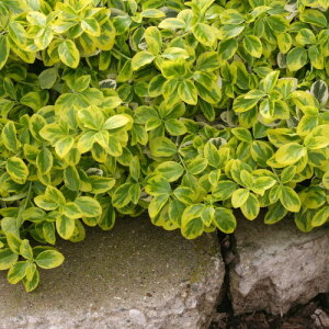 Euonymus, Gold Splash