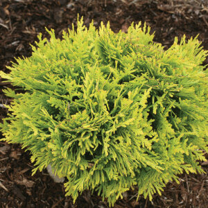 Arborvitae, Anna's Magic Ball®