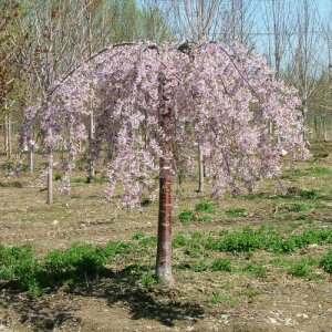 Flowering Cherry, Pink Snow Showers™
