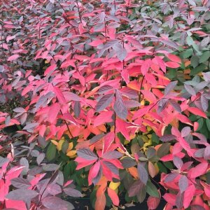 Sweetspire, Scentlandia