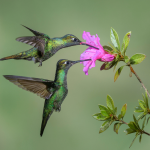 hummingbirds feeding from a flower