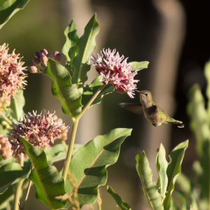hummingbird feeding on milkweed