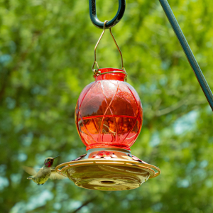 hummingbird feeding from a feeder