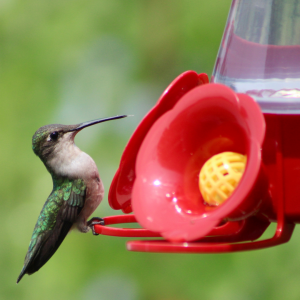 hummingbird at a feeder they are attracted by the sugar water and red color of feeders