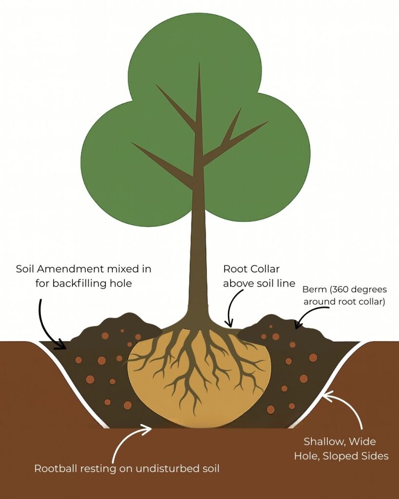 How Deep to Plant Trees